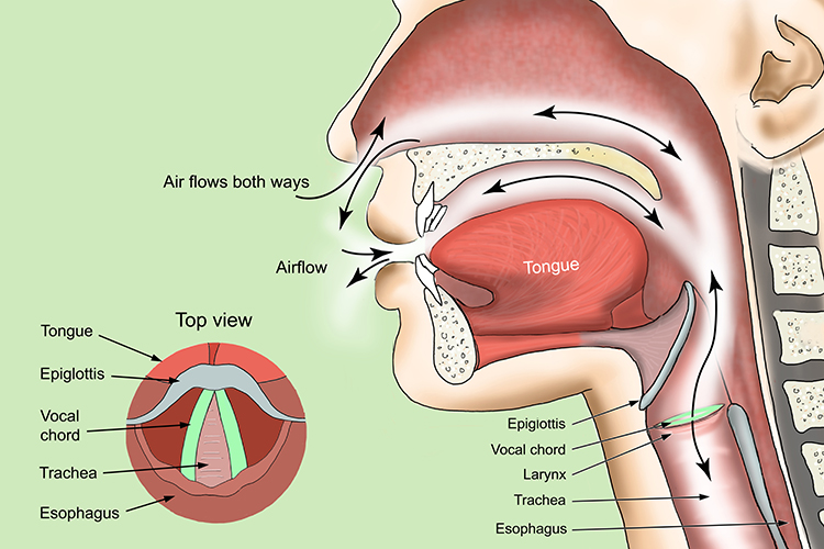 Detailed structure of the larynx position in the throat and what is contained in the larynx